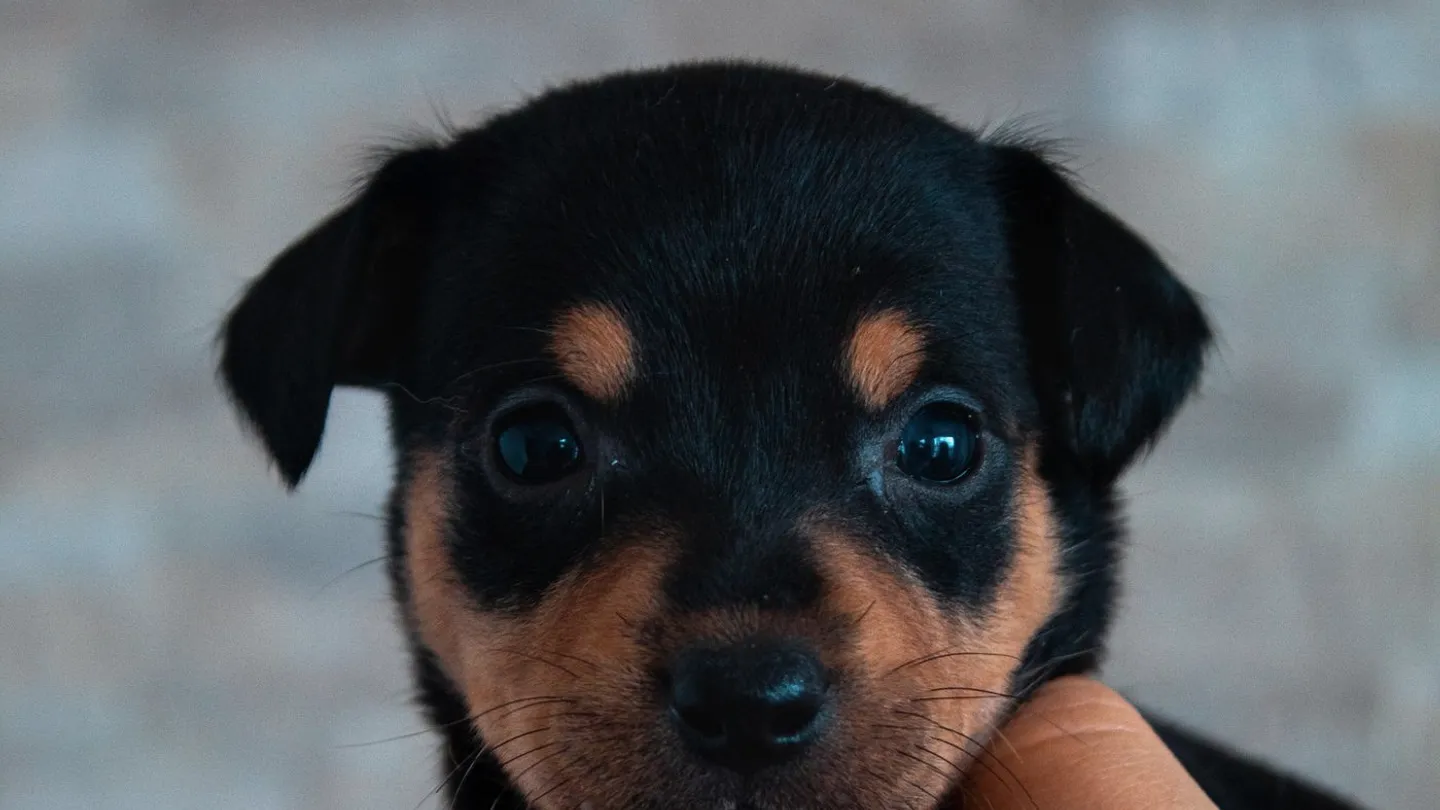 A young puppy cradled in a person's hands