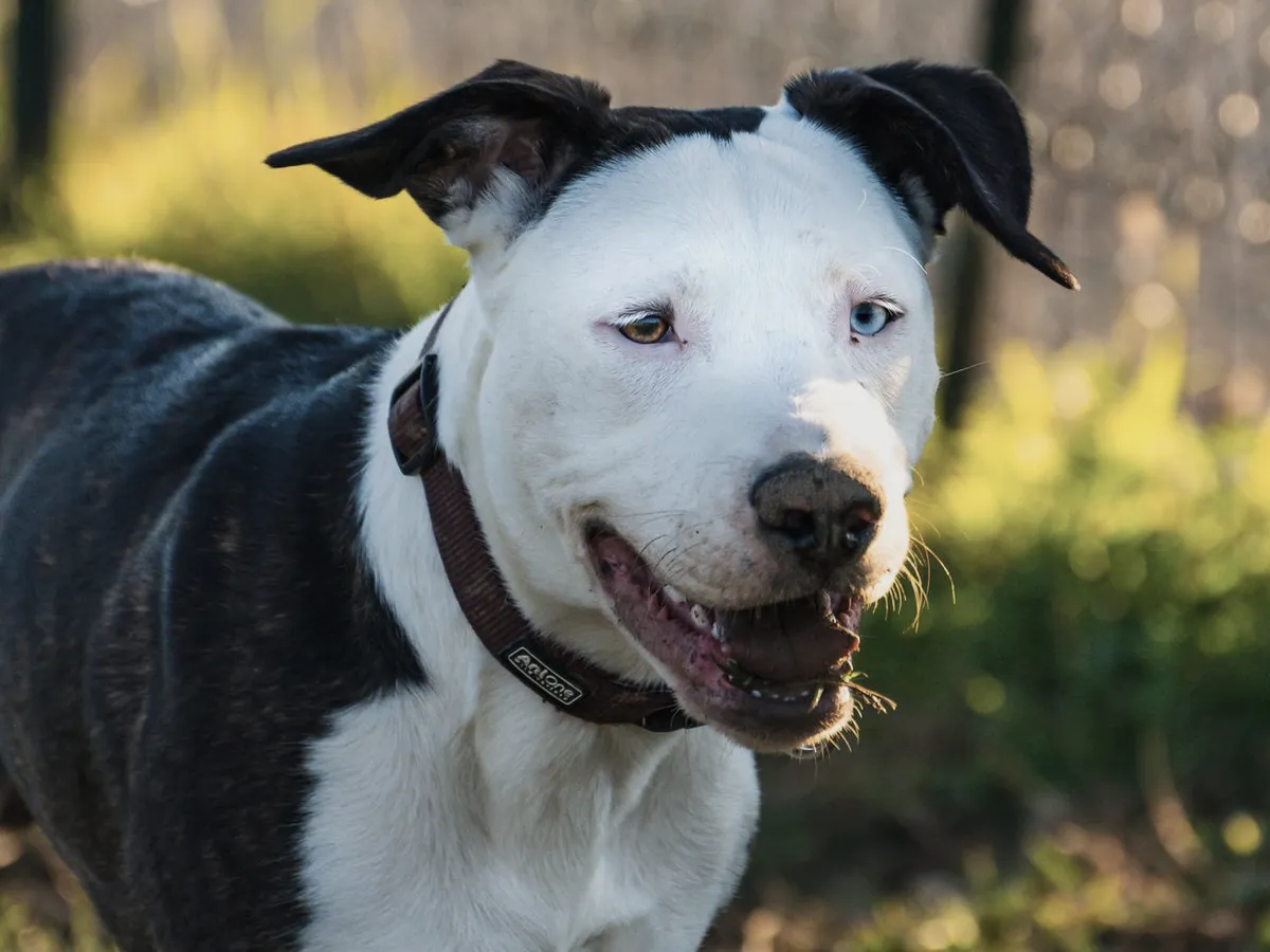 A pit bull terrier photographed outdoors in golden evening light